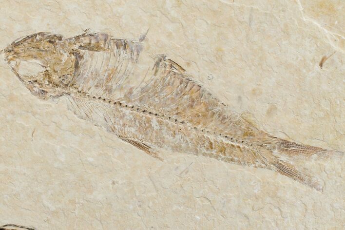 Fossil Fish (Knightia) - Wyoming #159565